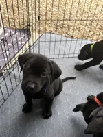 Lab puppy - Male AKC papers , a male Labrador Retriever for sale in Prescott Valley, AZ – 1 of 3