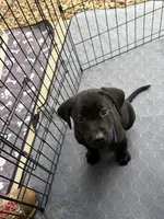 Lab puppy - Male AKC papers , a male Labrador Retriever for sale in Prescott Valley, AZ – 3 of 3