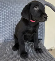 Lab puppy - AKC female, a female Labrador Retriever for sale in Prescott Valley, AZ – 3 of 4