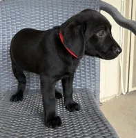 Lab puppy - AKC female, a female Labrador Retriever for sale in Prescott Valley, AZ – 4 of 4