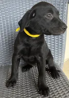 Labrador Retriever- Female, a female Labrador Retriever for sale in Prescott Valley, AZ – 3 of 3
