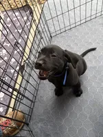 Lab puppy - Male AKC papers , a male Labrador Retriever for sale in Prescott Valley, AZ – 2 of 3