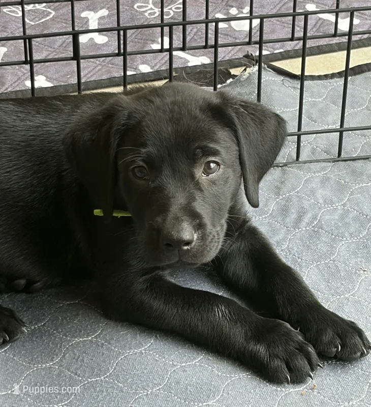 Black Labrador Retriever - Male – Labrador Retriever puppy for sale in Prescott Valley, AZ