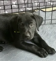 Black Labrador Retriever - Male, a male Labrador Retriever for sale in Prescott Valley, AZ – 1 of 1