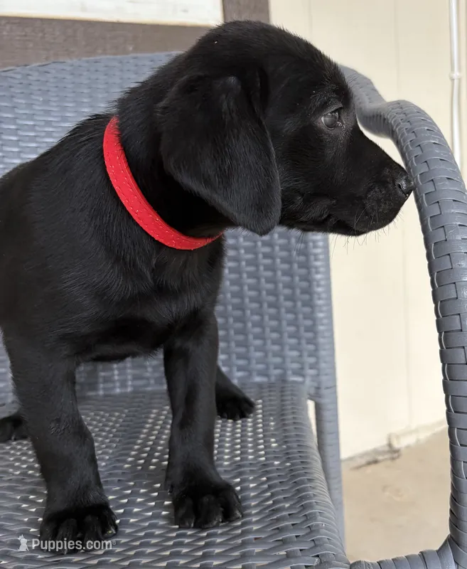 Lab puppy - AKC female – Labrador Retriever puppy for sale in Prescott Valley, AZ