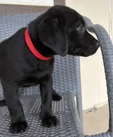 Lab puppy - AKC female, a female Labrador Retriever for sale in Prescott Valley, AZ – 1 of 4