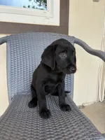 Lab puppy - AKC female, a female Labrador Retriever for sale in Prescott Valley, AZ – 2 of 4