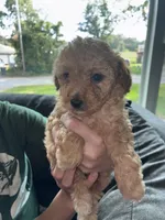 Female 2, a female Poodle - Miniature  for sale in Gary, IN – 1 of 2