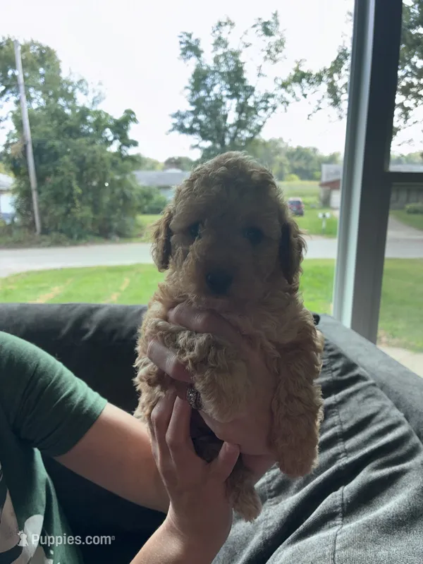 Female 1 – Poodle - Miniature  puppy for sale in Gary, IN