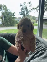 Female 1, a female Poodle - Miniature  for sale in Gary, IN – 1 of 2