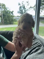 Female 1, a female Poodle - Miniature  for sale in Gary, IN – 2 of 2