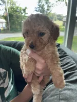 Female 2, a female Poodle - Miniature  for sale in Gary, IN – 2 of 2