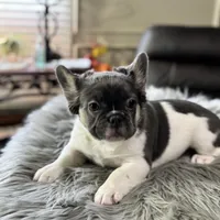 Angelica fluffy pied , a female French Bulldog for sale in Watauga, TX – Photo 4 of 8