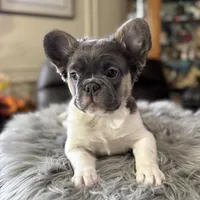 Angelica fluffy pied , a female French Bulldog for sale in Watauga, TX – Photo 1 of 8