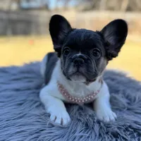 Angelica fluffy pied , a female French Bulldog for sale in Watauga, TX – Photo 8 of 8