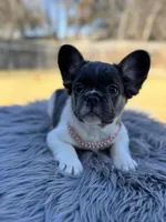 Angelica, a female French Bulldog for sale in Watauga, TX – Photo 4 of 4