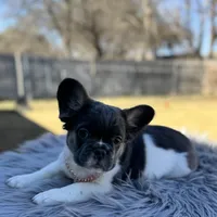 Angelica fluffy pied , a female French Bulldog for sale in Watauga, TX – Photo 7 of 8