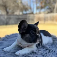 Angelica fluffy pied , a female French Bulldog for sale in Watauga, TX – Photo 6 of 8