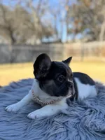 Angelica, a female French Bulldog for sale in Watauga, TX – Photo 2 of 4