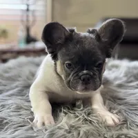 Angelica fluffy pied , a female French Bulldog for sale in Watauga, TX – Photo 2 of 8