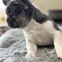 Angelica fluffy pied , a female French Bulldog for sale in Watauga, TX – Photo 3 of 8