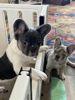 Angelica fluffy pied , a female French Bulldog for sale in Watauga, TX – Photo 2 of 10