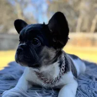 Angelica fluffy pied , a female French Bulldog for sale in Watauga, TX – Photo 5 of 8