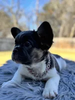 Angelica, a female French Bulldog for sale in Watauga, TX – Photo 1 of 4