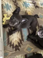 Chocolate fluffy red, a female French Bulldog for sale in Watauga, TX – Photo 3 of 3