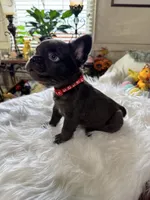 Chocolate fluffy red, a female French Bulldog for sale in Watauga, TX – Photo 2 of 3