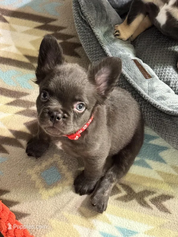 Chocolate fluffy red – French Bulldog puppy for sale in Watauga, TX