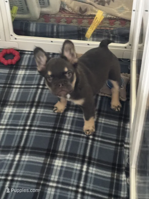 Chocolate/tan fluffy – French Bulldog puppy for sale in Watauga, TX