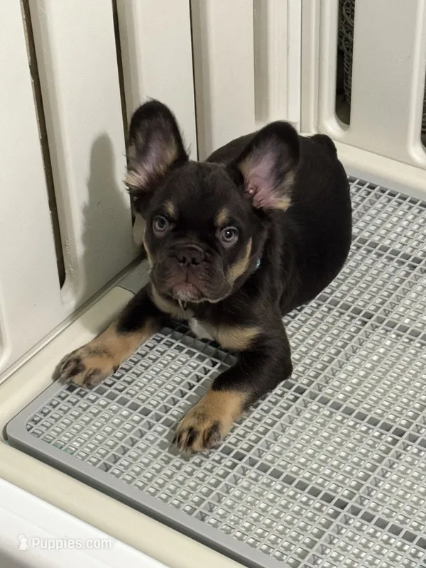 Fluffy Chocolate/Tan Boy – French Bulldog puppy for sale in Watauga, TX