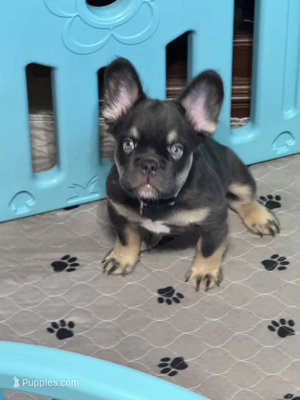 Fluffy Chocolate/Tan Boy – French Bulldog puppy for sale in Watauga, TX