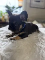 Fluffy Chocolate/Tan Boy, a male French Bulldog for sale in Watauga, TX – Photo 1 of 4