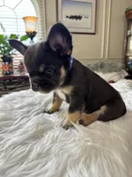 Fluffy Chocolate/Tan Boy, a male French Bulldog for sale in Watauga, TX – Photo 3 of 4