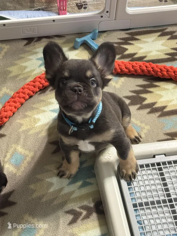 Fluffy Chocolate/Tan Boy – French Bulldog puppy for sale in Watauga, TX
