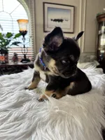Fluffy Chocolate/Tan Boy, a male French Bulldog for sale in Watauga, TX – Photo 2 of 4