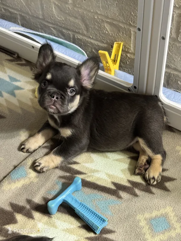 Chocolate/tan fluffy – French Bulldog puppy for sale in Watauga, TX