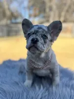 Lil, a female French Bulldog for sale in Watauga, TX – Photo 1 of 5