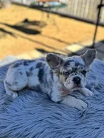 Lil, a female French Bulldog for sale in Watauga, TX – Photo 5 of 5