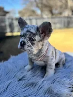 Lil, a female French Bulldog for sale in Watauga, TX – Photo 3 of 5