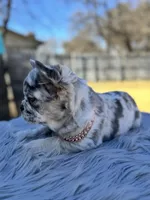 Lil, a female French Bulldog for sale in Watauga, TX – Photo 2 of 5