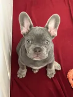 Chuckie, a male French Bulldog for sale in Watauga, TX – Photo 2 of 7