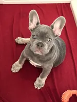 Chuckie, a male French Bulldog for sale in Watauga, TX – Photo 4 of 7