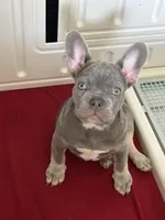 Chuckie, a male French Bulldog for sale in Watauga, TX – Photo 3 of 7