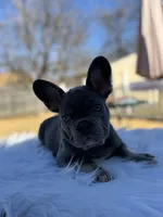 Chuckie, a male French Bulldog for sale in Watauga, TX – Photo 5 of 7