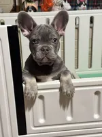 Chuckie, a male French Bulldog for sale in Watauga, TX – Photo 7 of 7