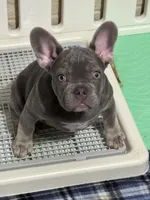 Chuckie, a male French Bulldog for sale in Watauga, TX – Photo 1 of 7