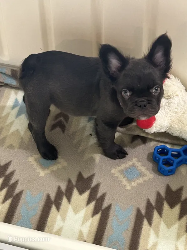 Chocolate Fluffy – French Bulldog puppy for sale in Watauga, TX